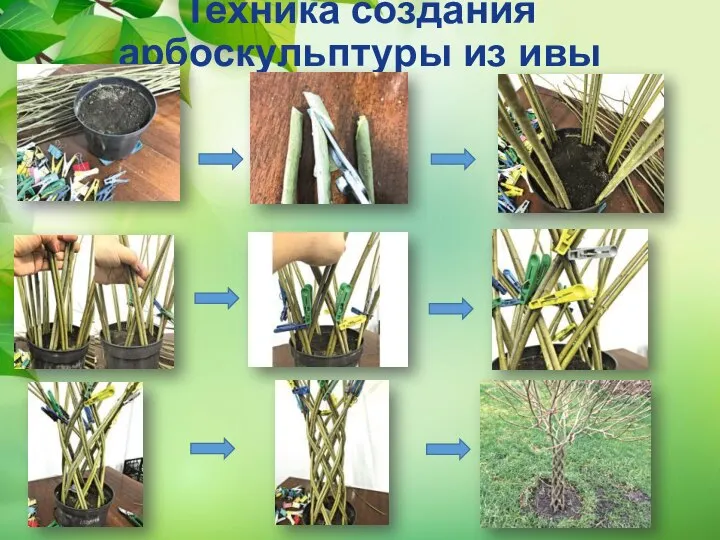 Техника создания арбоскульптуры из ивы