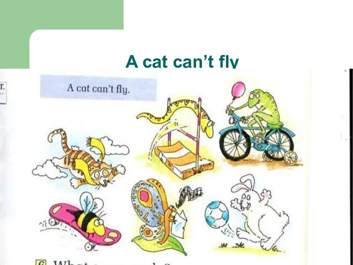 A cat can’t fly