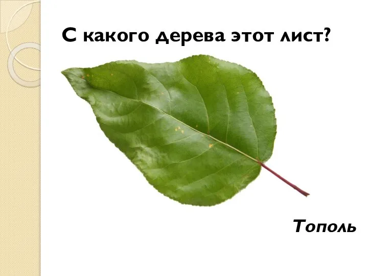 С какого дерева этот лист? Тополь