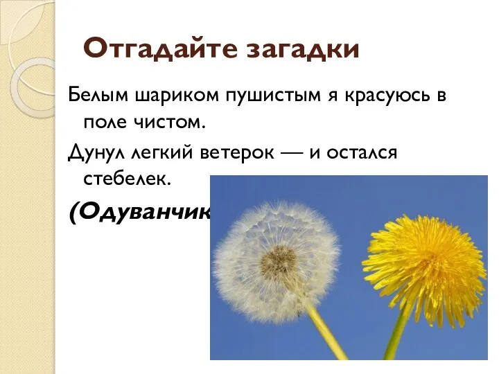 Отгадайте загадки Белым шариком пушистым я красуюсь в поле чистом. Дунул