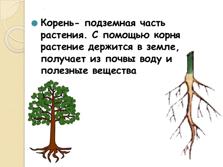 . Корень- подземная часть растения. С помощью корня растение держится в