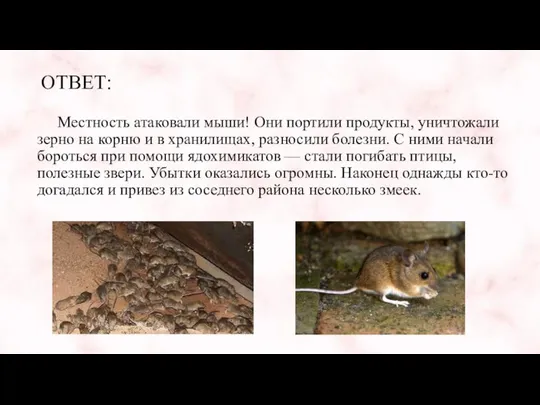 ОТВЕТ: Местность атаковали мыши! Они портили продукты, уничтожали зерно на корню