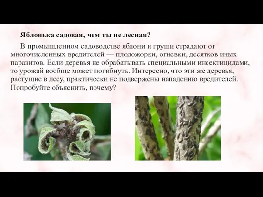 Яблонька садовая, чем ты не лесная? В промышленном садоводстве яблони и