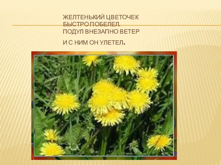 ЖЕЛТЕНЬКИЙ ЦВЕТОЧЕК БЫСТРО ПОБЕЛЕЛ. ПОДУЛ ВНЕЗАПНО ВЕТЕР И С НИМ ОН УЛЕТЕЛ.