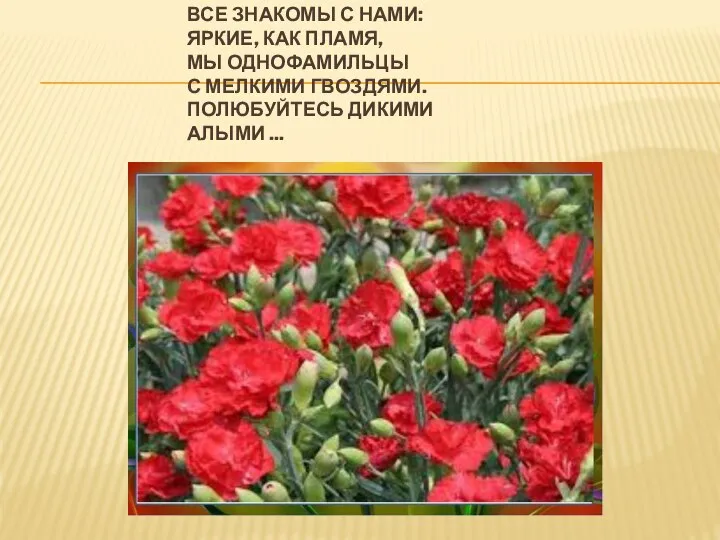 ВСЕ ЗНАКОМЫ С НАМИ: ЯРКИЕ, КАК ПЛАМЯ, МЫ ОДНОФАМИЛЬЦЫ С МЕЛКИМИ ГВОЗДЯМИ. ПОЛЮБУЙТЕСЬ ДИКИМИ АЛЫМИ ...