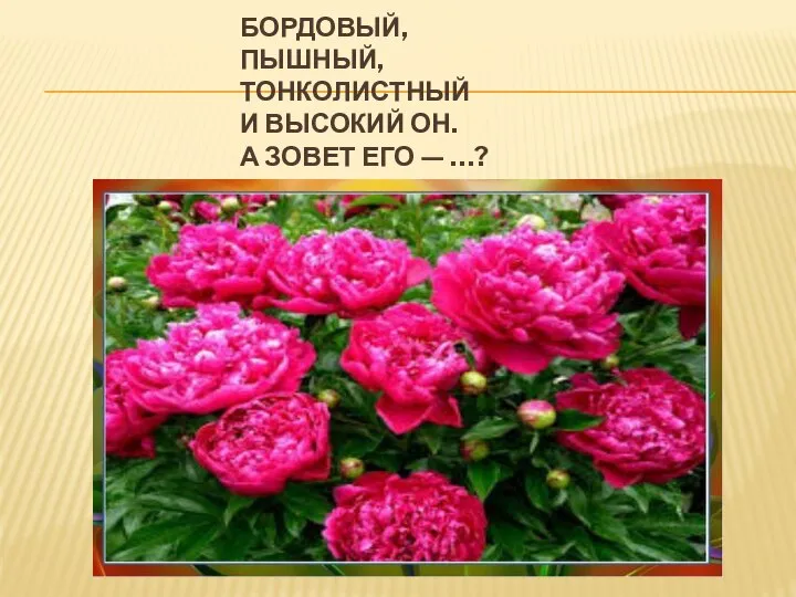 БОРДОВЫЙ, ПЫШНЫЙ, ТОНКОЛИСТНЫЙ И ВЫСОКИЙ ОН. А ЗОВЕТ ЕГО — …?