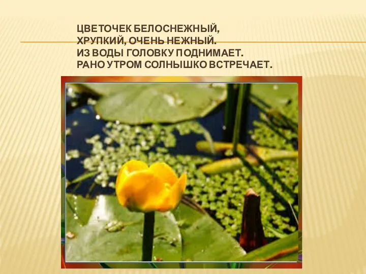 ЦВЕТОЧЕК БЕЛОСНЕЖНЫЙ, ХРУПКИЙ, ОЧЕНЬ НЕЖНЫЙ. ИЗ ВОДЫ ГОЛОВКУ ПОДНИМАЕТ. РАНО УТРОМ СОЛНЫШКО ВСТРЕЧАЕТ.