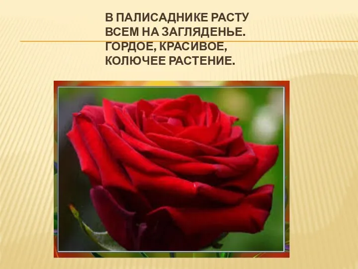 В ПАЛИСАДНИКЕ РАСТУ ВСЕМ НА ЗАГЛЯДЕНЬЕ. ГОРДОЕ, КРАСИВОЕ, КОЛЮЧЕЕ РАСТЕНИЕ.