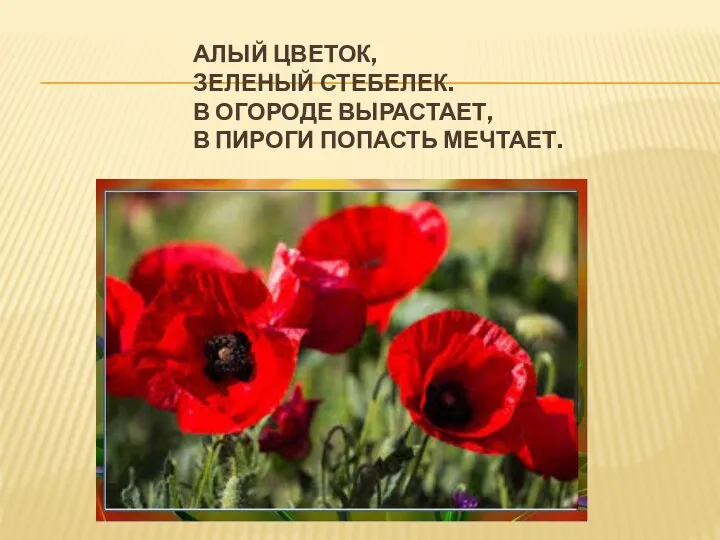 АЛЫЙ ЦВЕТОК, ЗЕЛЕНЫЙ СТЕБЕЛЕК. В ОГОРОДЕ ВЫРАСТАЕТ, В ПИРОГИ ПОПАСТЬ МЕЧТАЕТ.