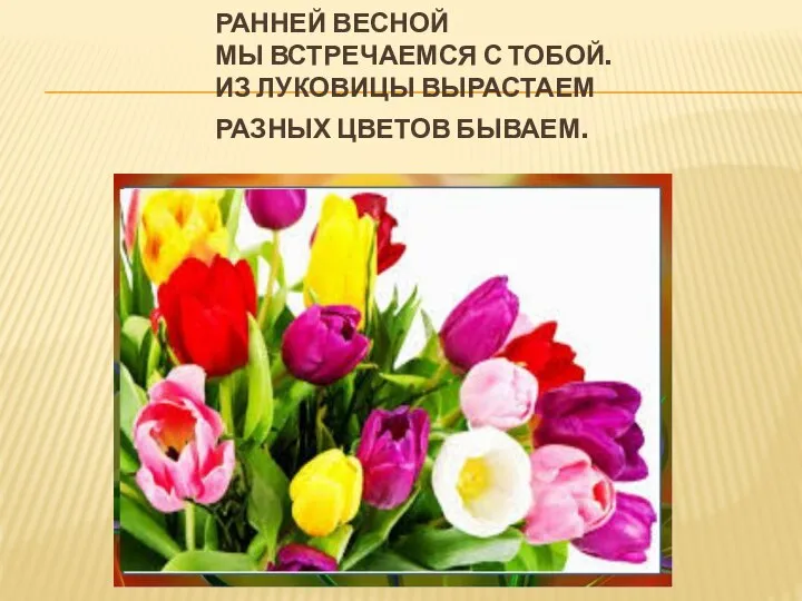 РАННЕЙ ВЕСНОЙ МЫ ВСТРЕЧАЕМСЯ С ТОБОЙ. ИЗ ЛУКОВИЦЫ ВЫРАСТАЕМ РАЗНЫХ ЦВЕТОВ БЫВАЕМ.