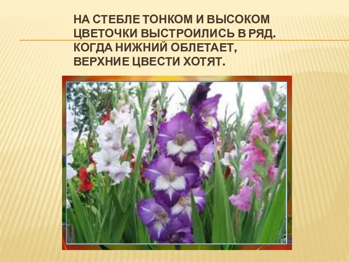 НА СТЕБЛЕ ТОНКОМ И ВЫСОКОМ ЦВЕТОЧКИ ВЫСТРОИЛИСЬ В РЯД. КОГДА НИЖНИЙ ОБЛЕТАЕТ, ВЕРХНИЕ ЦВЕСТИ ХОТЯТ.