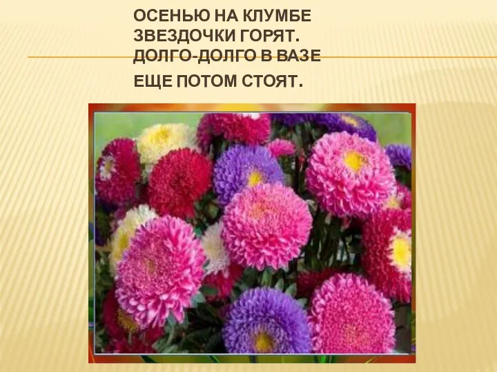 ОСЕНЬЮ НА КЛУМБЕ ЗВЕЗДОЧКИ ГОРЯТ. ДОЛГО-ДОЛГО В ВАЗЕ ЕЩЕ ПОТОМ СТОЯТ.