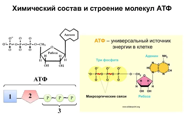 Химический состав и строение молекул АТФ