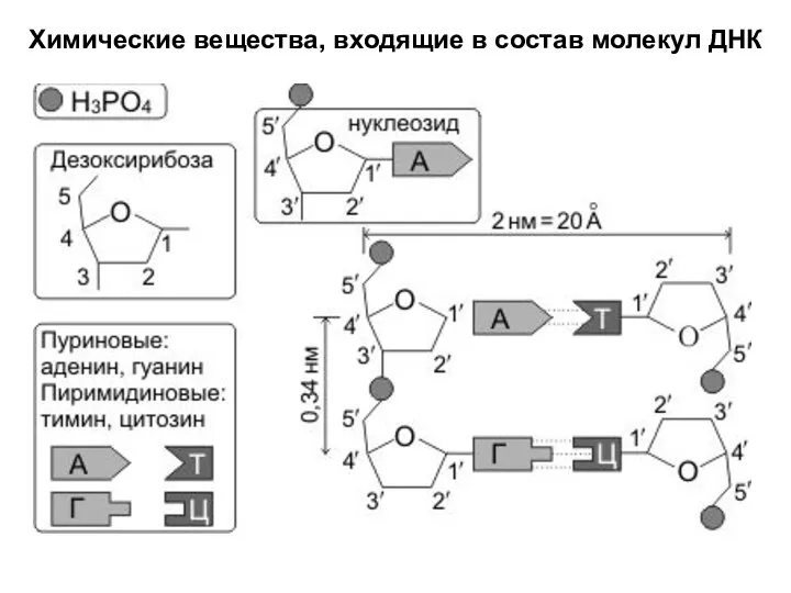 Химические вещества, входящие в состав молекул ДНК