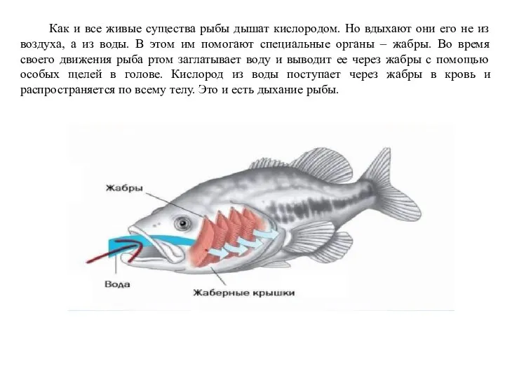 Как и все живые существа рыбы дышат кислородом. Но вдыхают они