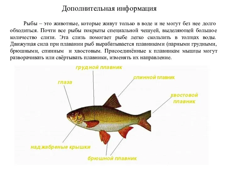 Дополнительная информация Рыбы – это животные, которые живут только в воде