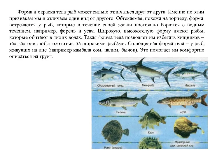 Форма и окраска тела рыб может сильно отличаться друг от друга.