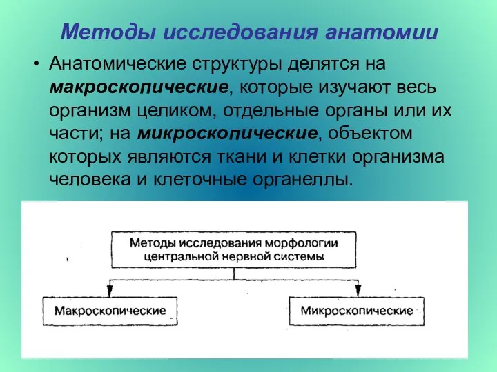 Методы исследования анатомии Анатомические структуры делятся на макроскопические, которые изучают весь