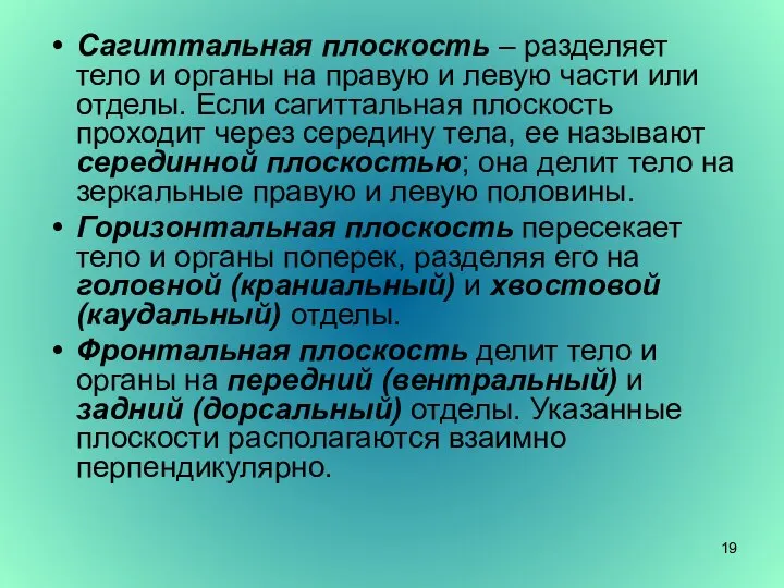 Сагиттальная плоскость – разделяет тело и органы на правую и левую