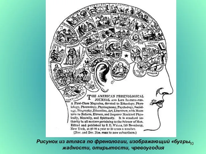 Рисунок из атласа по френологии, изображающий «бугры жадности, открытости, чревоугодия