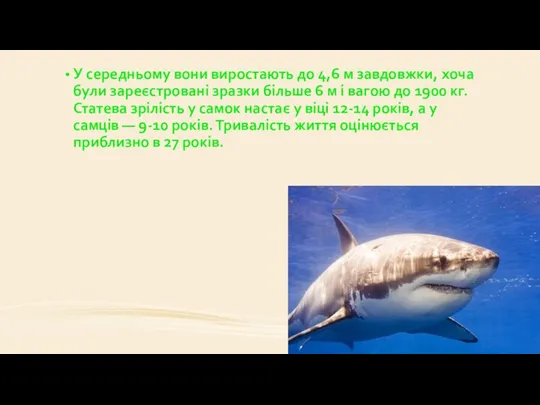 У середньому вони виростають до 4,6 м завдовжки, хоча були зареєстровані