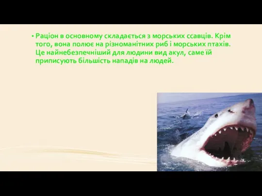 Раціон в основному складається з морських ссавців. Крім того, вона полює