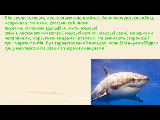 Білі акули полюють в основному в денний час. Вони харчуються рибою,