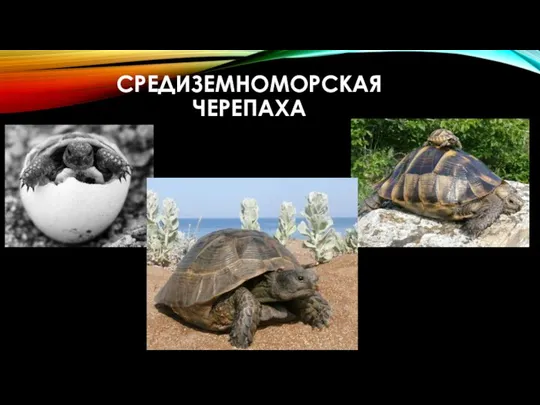 СРЕДИЗЕМНОМОРСКАЯ ЧЕРЕПАХА