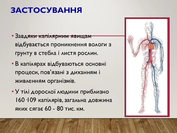 ЗАСТОСУВАННЯ Завдяки капілярним явищам відбувається проникнення вологи з ґрунту в стебла