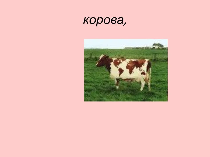 корова,