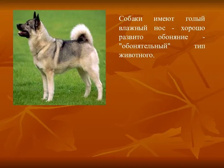 Собаки имеют голый влажный нос - хорошо развито обоняние - "обонятельный" тип животного.