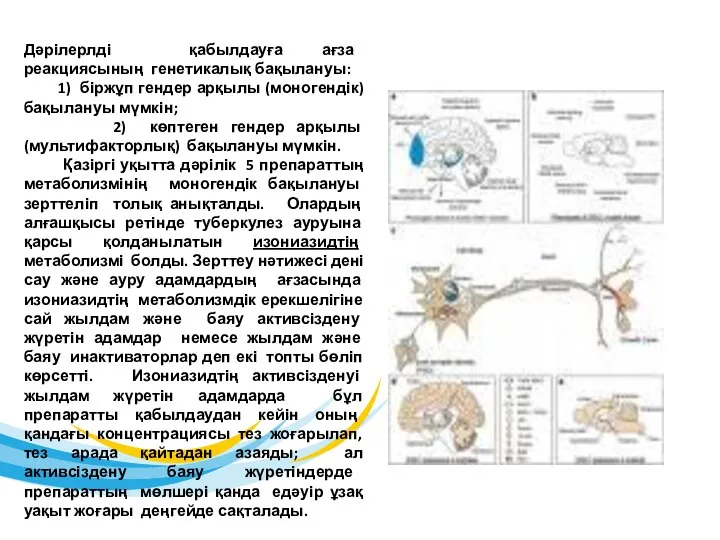 Дәрілерлді қабылдауға ағза реакциясының генетикалық бақылануы: 1) біржұп гендер арқылы (моногендік)