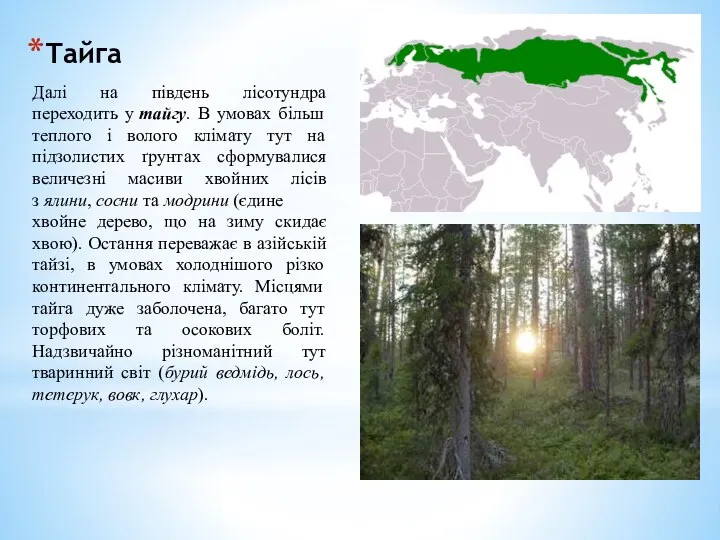 Тайга Далі на південь лісотундра переходить у тайгу. В умовах більш