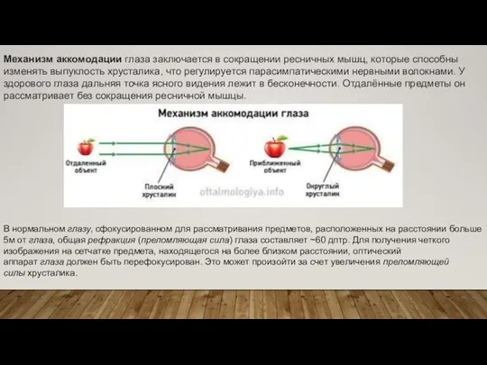 Механизм аккомодации глаза заключается в сокращении ресничных мышц, которые способны изменять