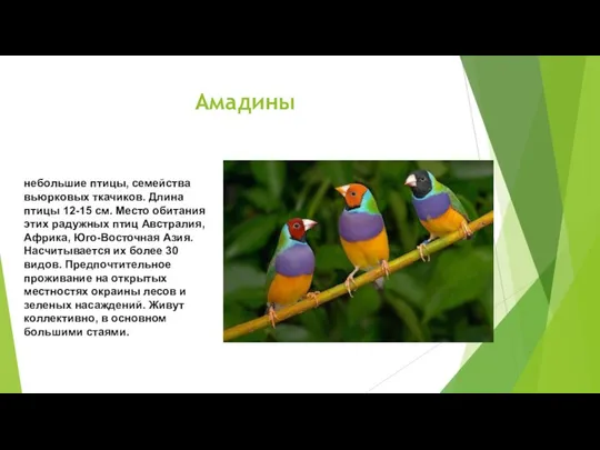 Амадины небольшие птицы, семейства вьюрковых ткачиков. Длина птицы 12-15 см. Место