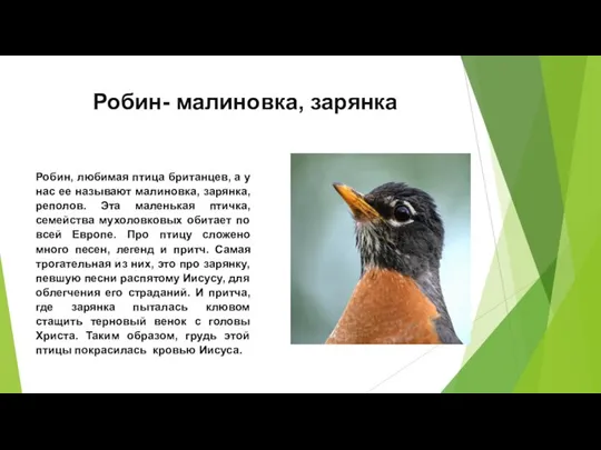 Робин- малиновка, зарянка Робин, любимая птица британцев, а у нас ее