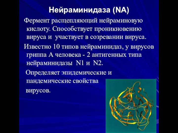 Нейраминидаза (NA) Фермент расщепляющий нейраминовую кислоту. Способствует проникновению вируса и участвует