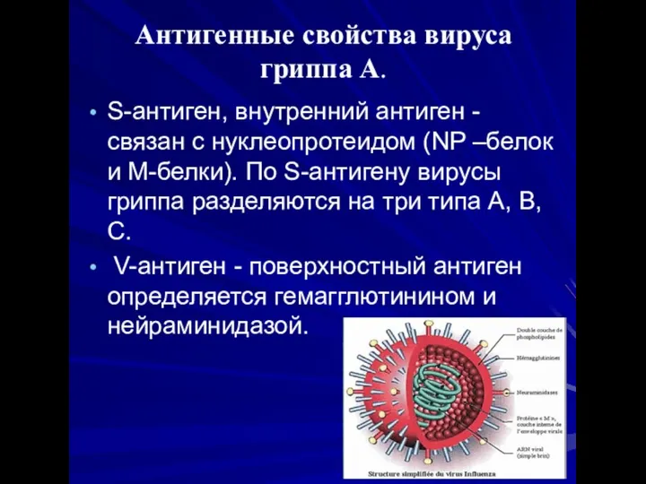 Антигенные свойства вируса гриппа А. S-антиген, внутренний антиген - связан с