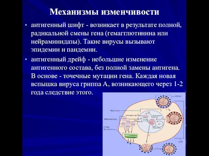 Механизмы изменчивости антигенный шифт - возникает в результате полной, радикальной смены