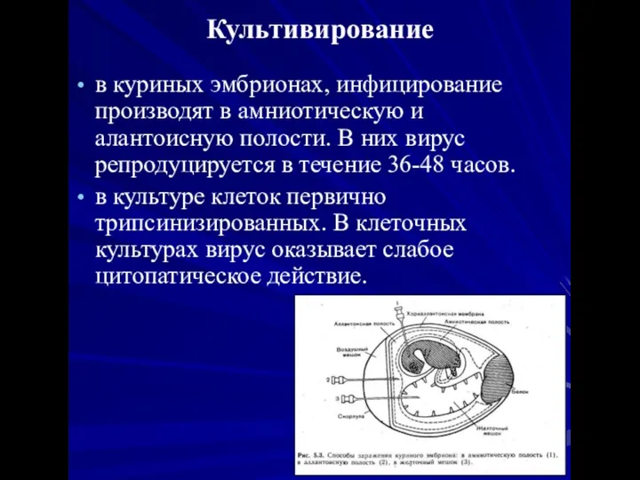 Культивирование в куриных эмбрионах, инфицирование производят в амниотическую и алантоисную полости.