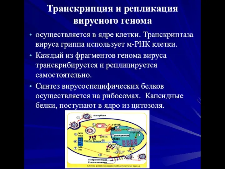 Транскрипция и репликация вирусного генома осуществляется в ядре клетки. Транскриптаза вируса