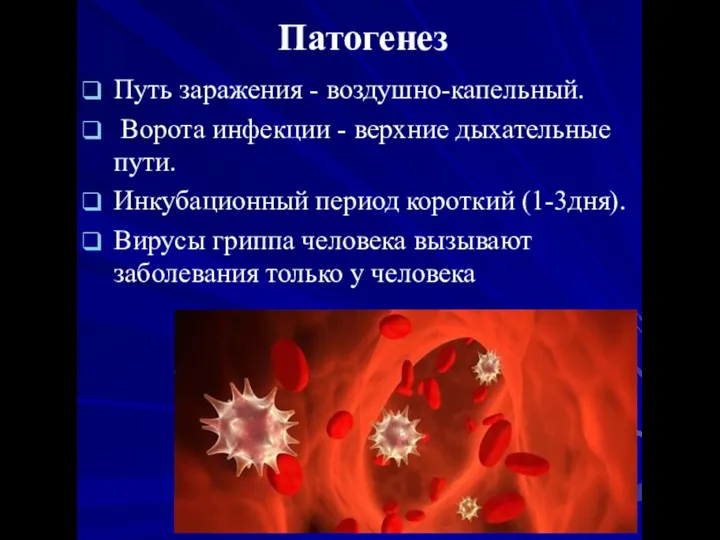 Патогенез Путь заражения - воздушно-капельный. Ворота инфекции - верхние дыхательные пути.