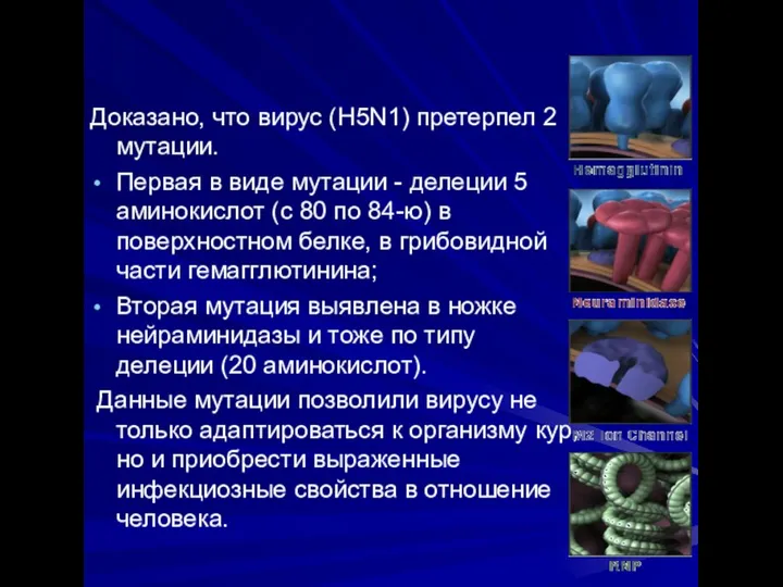 Доказано, что вирус (H5N1) претерпел 2 мутации. Первая в виде мутации