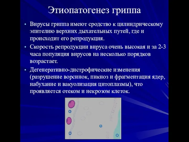 Этиопатогенез гриппа Вирусы гриппа имеют сродство к цилиндрическому эпителию верхних дыхательных