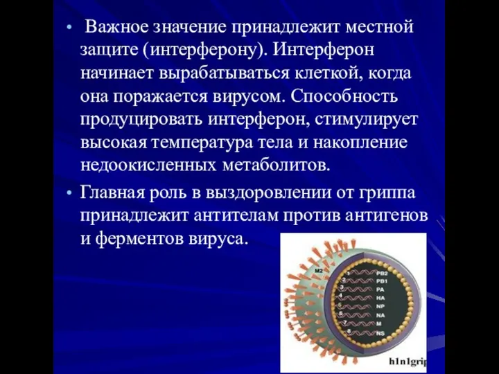 Важное значение принадлежит местной защите (интерферону). Интерферон начинает вырабатываться клеткой, когда