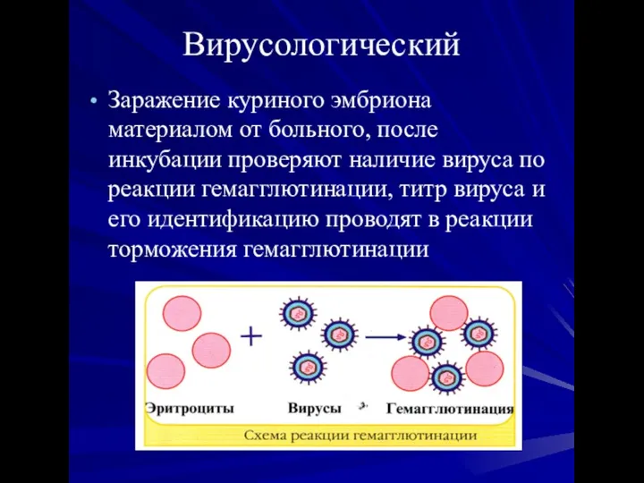 Вирусологический Заражение куриного эмбриона материалом от больного, после инкубации проверяют наличие