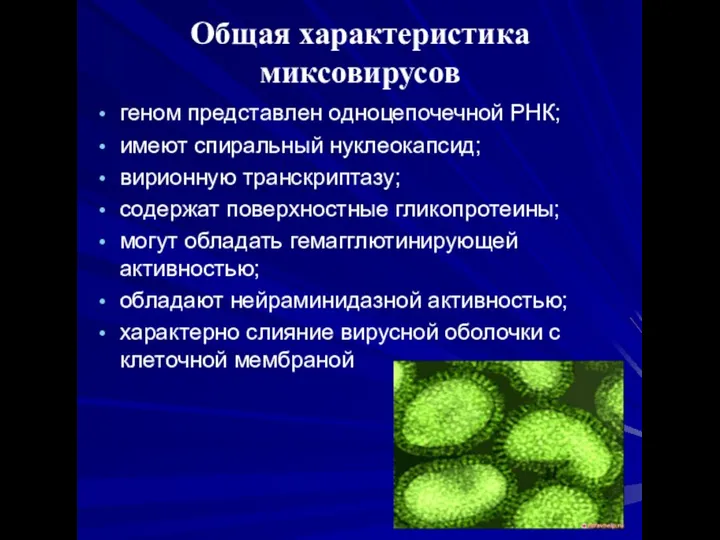 Общая характеристика миксовирусов геном представлен одноцепочечной РНК; имеют спиральный нуклеокапсид; вирионную