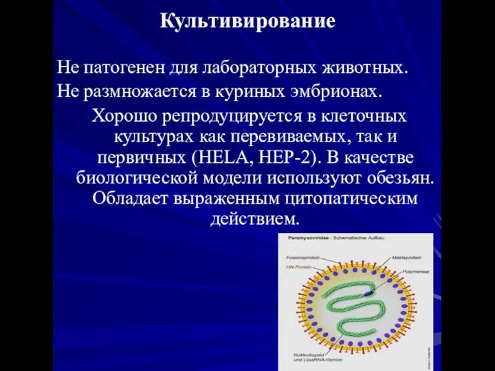 Культивирование Не патогенен для лабораторных животных. Не размножается в куриных эмбрионах.