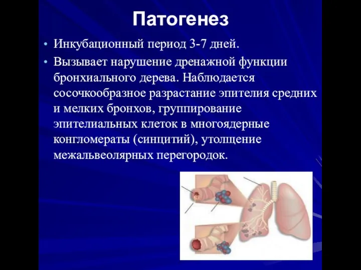 Патогенез Инкубационный период 3-7 дней. Вызывает нарушение дренажной функции бронхиального дерева.