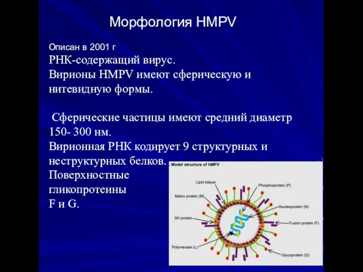 Описан в 2001 г РНК-содержащий вирус. Вирионы HMPV имеют сферическую и